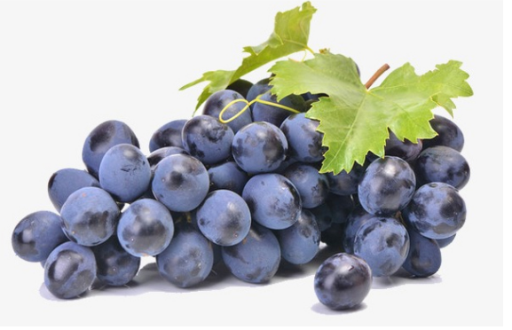 山东 紫葡萄